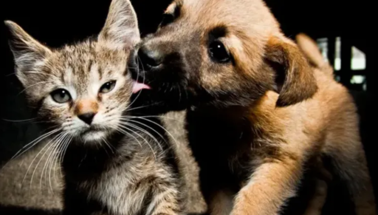 animales