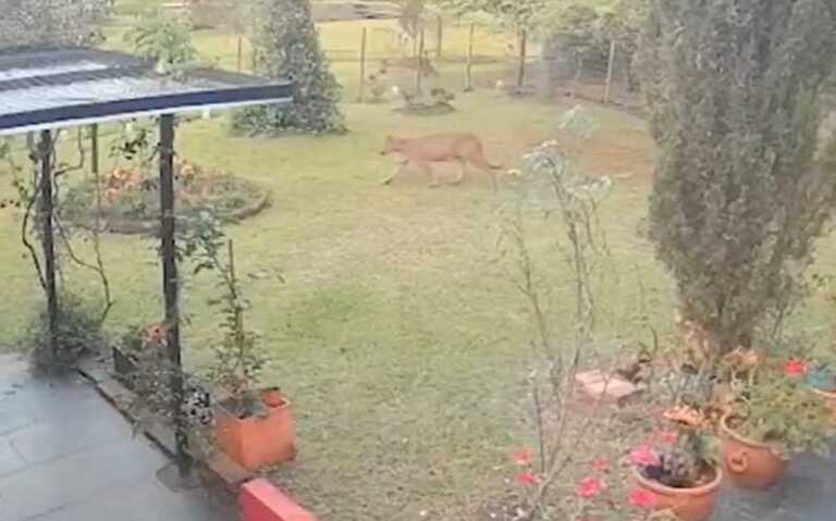puma apóstoles