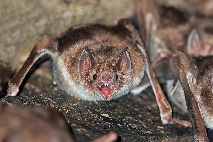 murcielagos