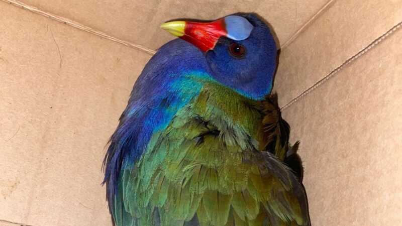 Policías rescataron a cuatro a animales silvestres y los liberaron en su hábitat natural 2 004517b3 5d6d 428c 8a91 f79fe26912c3