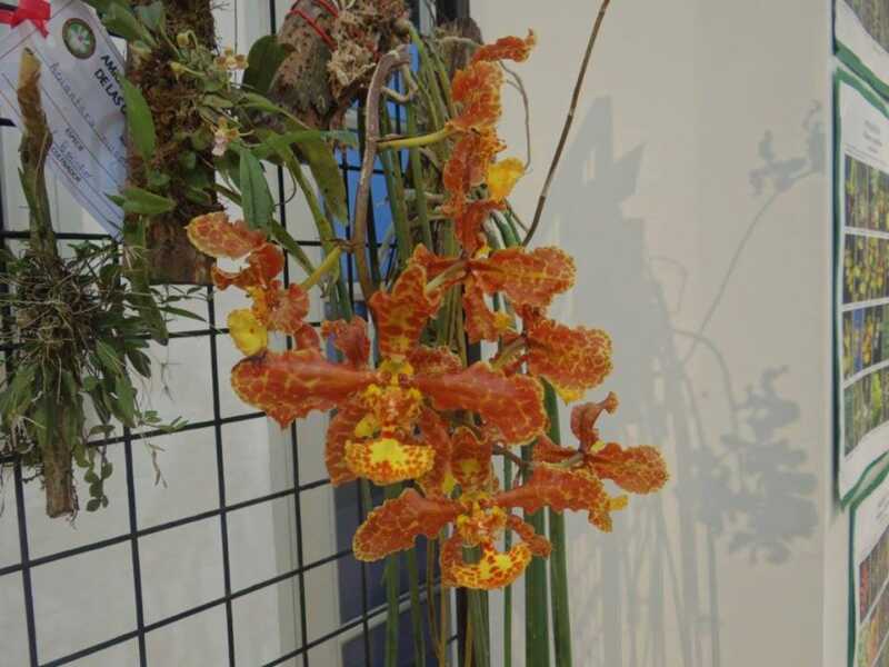 Nueva exposición de orquídeas en la Costanera 1 12417550 994728510608234 5111378693906637617 n