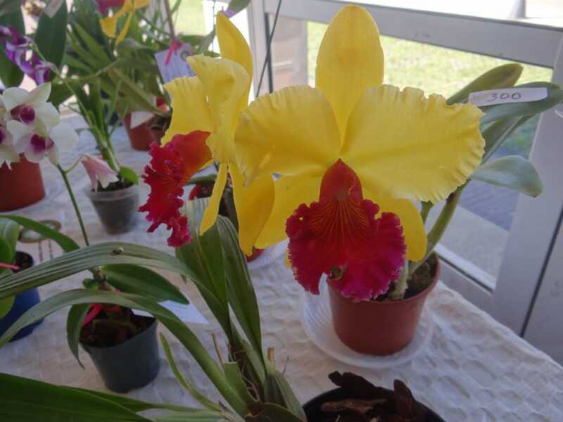 Nueva exposición de orquídeas en la Costanera 3 17992027 1282728328442371 7699051394181732189 n