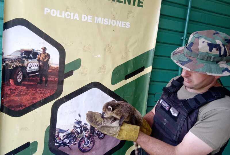 Policías rescataron a cuatro a animales silvestres y los liberaron en su hábitat natural 1 25a3e1a5 ddc5 46e7 9ef7 13d79dc58841