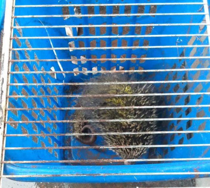 Alta demanda al 911 para el rescate de animales silvestres y domésticos en Misiones 1 32f7e160 6614 417a 96b1 13bd87fb5ca1