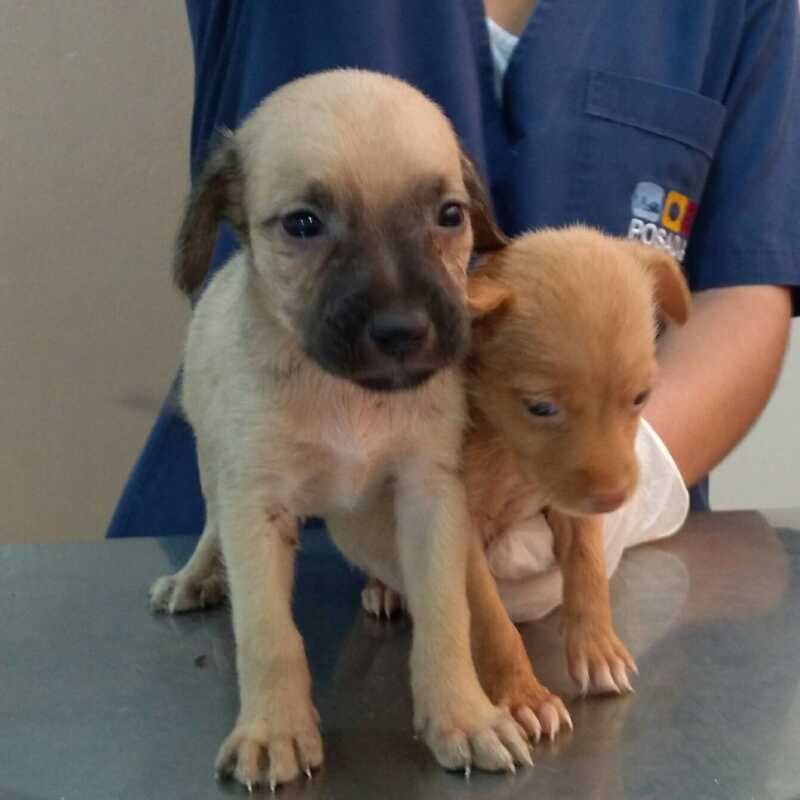 50861999 2115021578585221 5648393155477766144 o