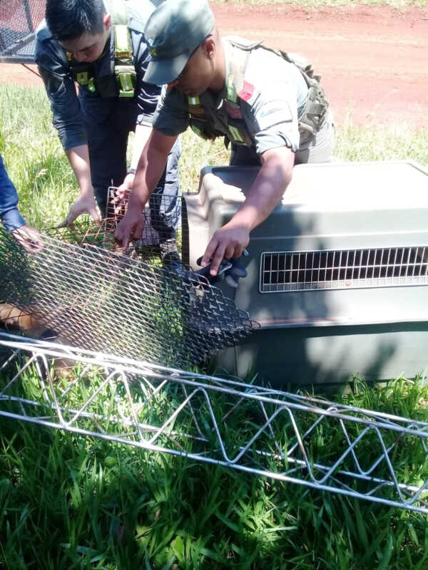 San José: rescatan un oso melero en peligro de extinción 1 522 Rescatan un oso melero en peligro de extincion 2