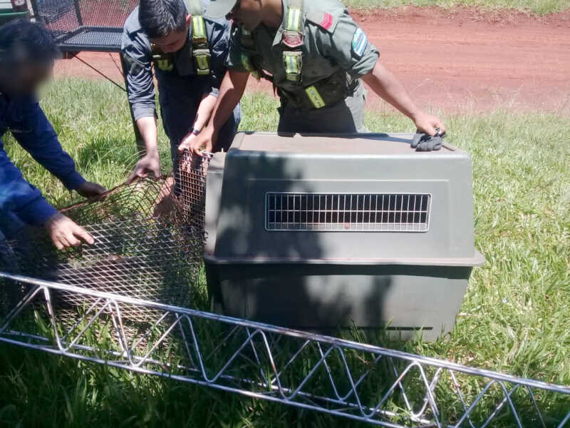 522 Rescatan un oso melero en peligro de extincion 3
