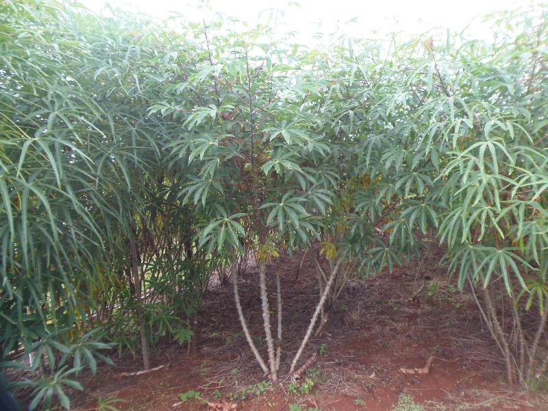 Cluster de la mandioca Prosap Cerro Azul 8