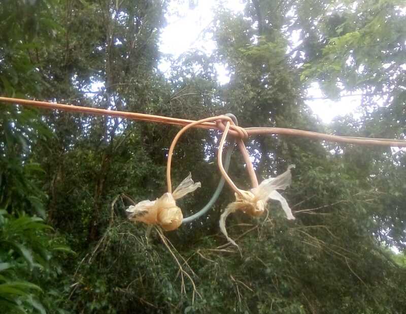Andresito: comunidad mbya pide que Energía de Misiones concluya el cableado eléctrico para evitar una tragedia 1 Comunidad de Andresito reclama que la Empresa de Energia realice instalacion segura en la aldea8