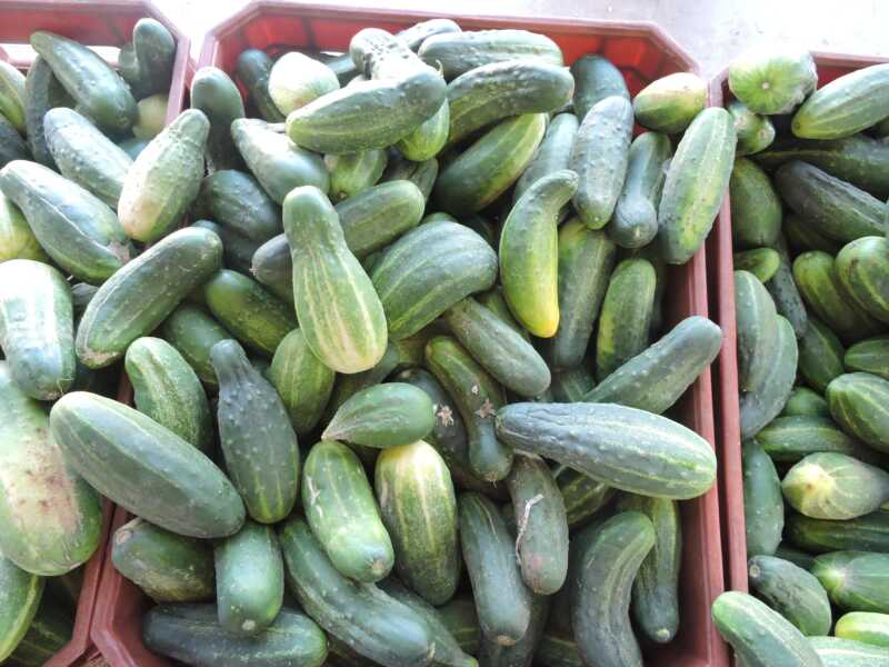 Feriantes de Gobernador Roca producen verduras, frutas y leña 1 DSCN6962