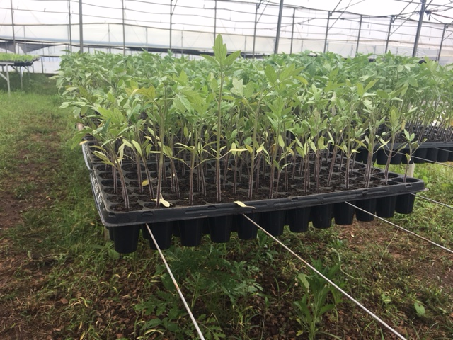 Entrega de plantines horticolas de 22 sept 1