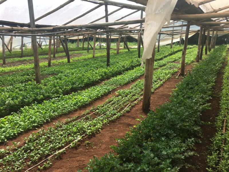 Entregas de plantines horticolas sep 26 2