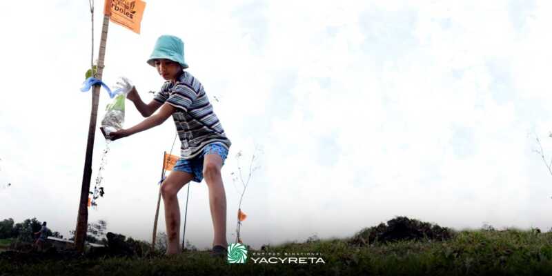 Yacyretá plantó 60 mil árboles de especies nativas en Posadas y Garupá 1 Foto 6 2