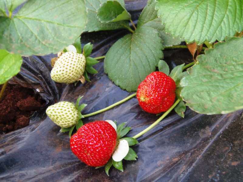 Frutilla