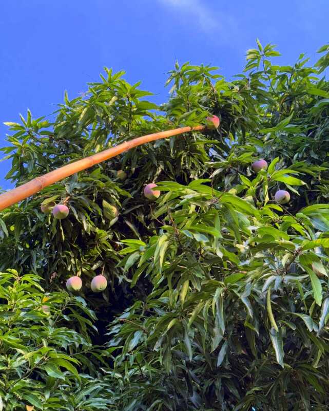 Bonpland: productores de Campiñas reclaman caminos, electricidad y apoyo estatal para mejorar su producción 2 Gran produccion de mangos en la localidad de Almafuerte