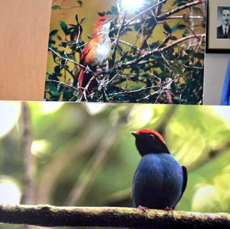 Turismo Posadas: promocionan el avistaje de aves en la ciudad 1 IMG dho5lp