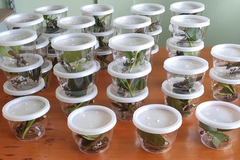 INTA INFORMA Bioinsumos 2