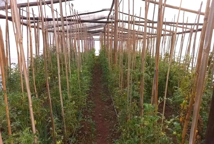 Invernaculos de la Cooperativa Manos Productivas de Azara que ya tiene su tierra