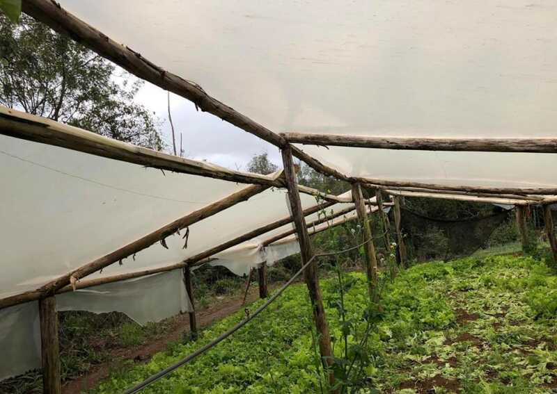 Gobernador Roca: producción de alimentos sin agrotóxicos y con un gran rendimiento 1 Invernaderos