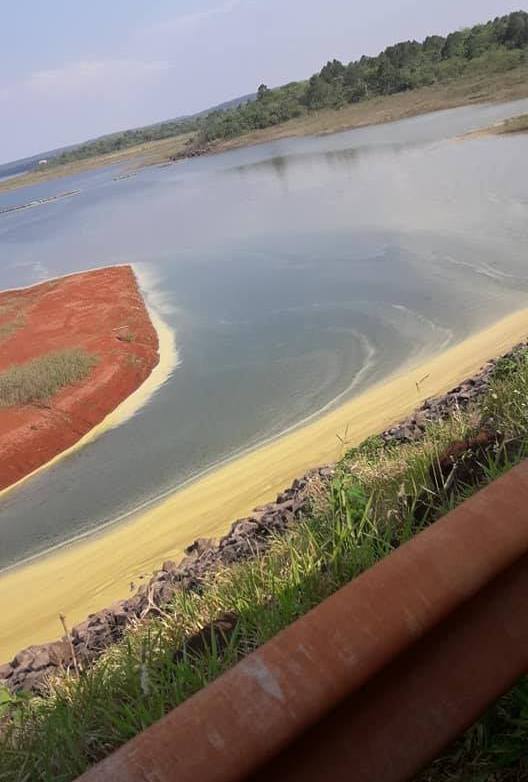 La pastera chilena Arauco enferma con el polen de los pinos a la poblacion de Libertad1