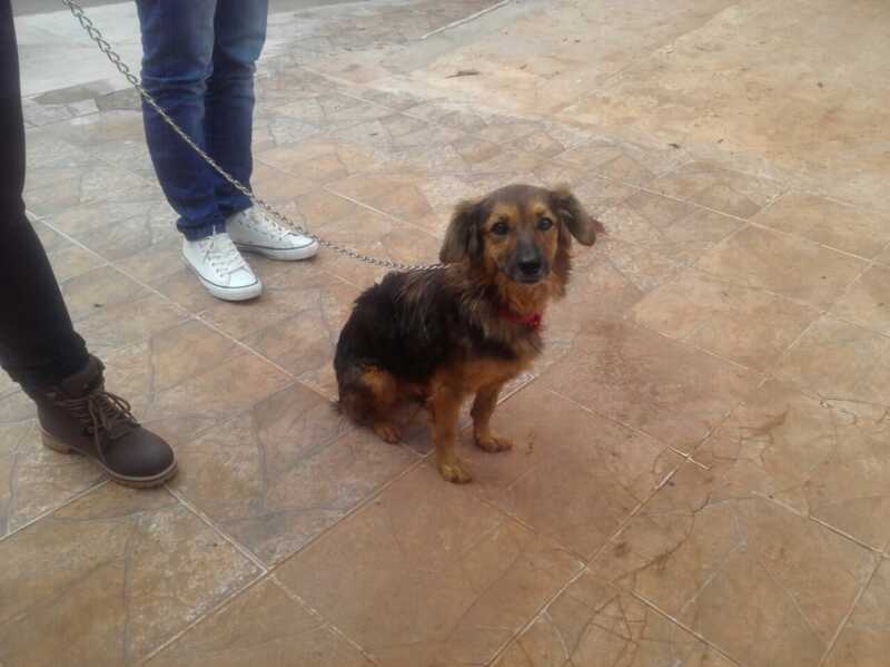 Continúa la búsqueda de Manuel Ifrán cuya perrita regresó a su hogar 1 PERRITA DE IFRAN