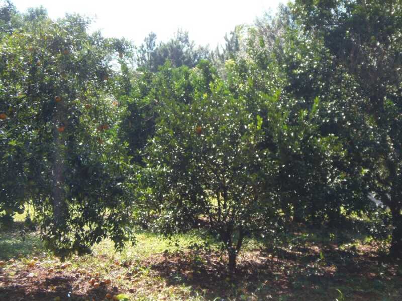 Plantacion de citrus1