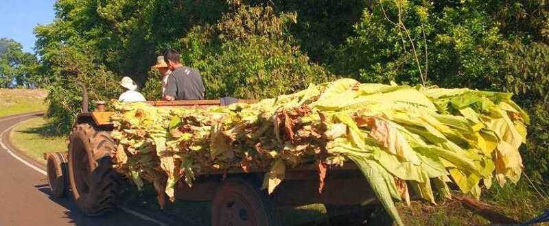 Productores tabacaleros