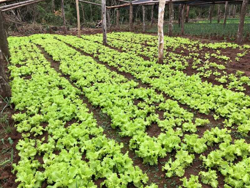 Gobernador Roca: producción de alimentos sin agrotóxicos y con un gran rendimiento 2 Productos agroecologicos