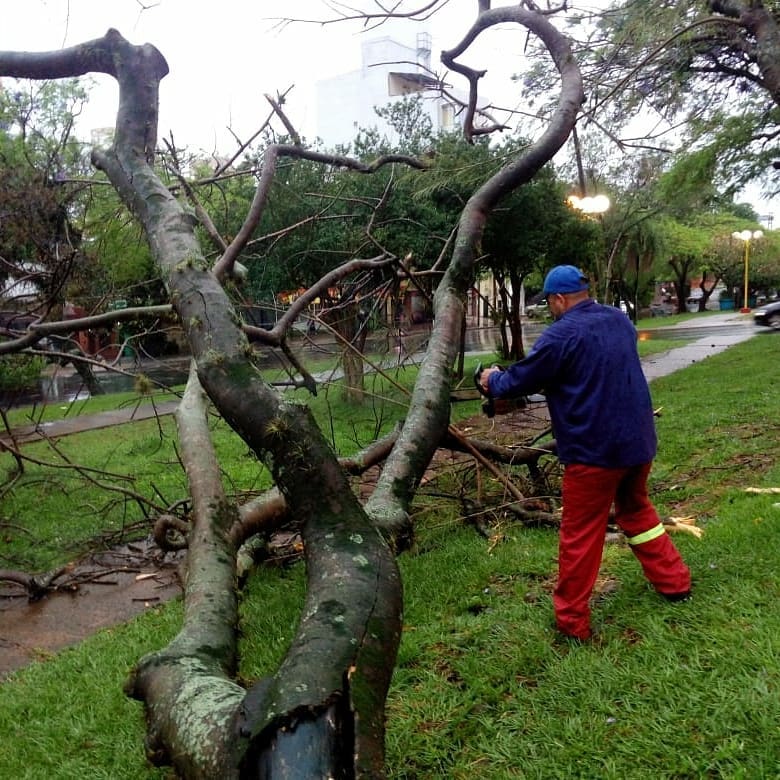 Posadas: realizaron operativos de despeje de árboles caídos en Villa Cabello y en el centro 1 Tormenta 2 1