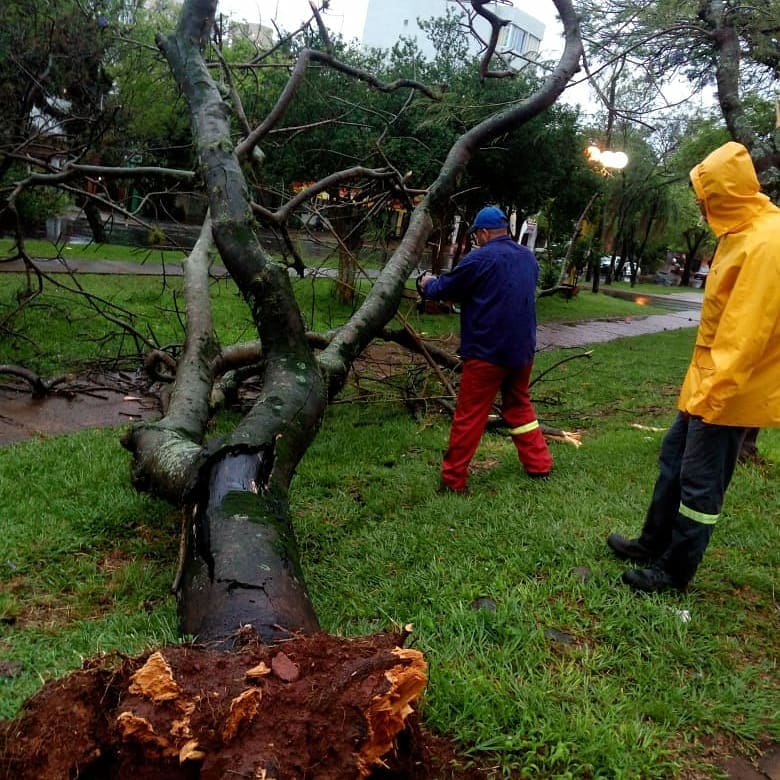 Posadas: realizaron operativos de despeje de árboles caídos en Villa Cabello y en el centro 2 Tormenta 4 1