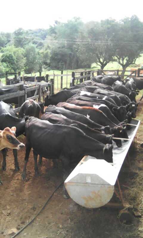 Toros Jersey Hlando3