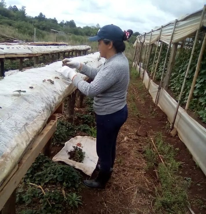 Trabajadoras de la Cooperativa Agricola de Azara que logro permiso de ocupacion3