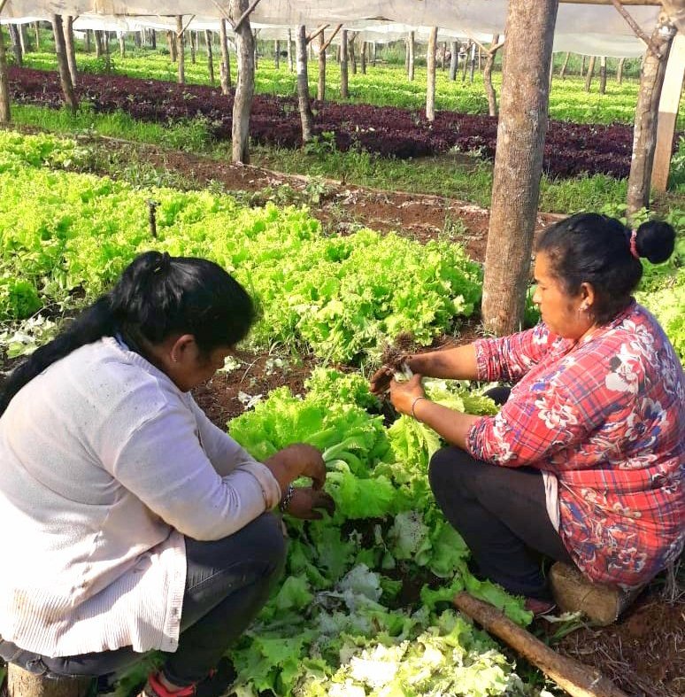 Trabajadoras de la economia popular producen alimentos agroecologicos