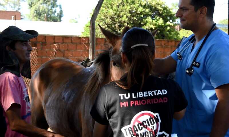 Traccion a sangre 4