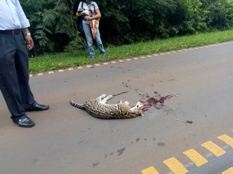 WhatsApp Image 2019 01 19 at 09.22.32