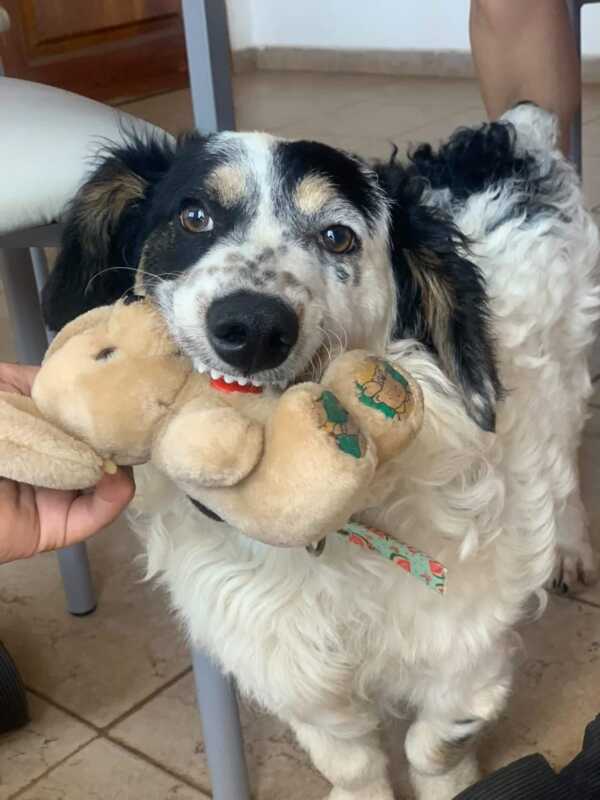 Posadas: buscan hogar para un perrito 1 WhatsApp Image 2022 10 21 at 18.11.13