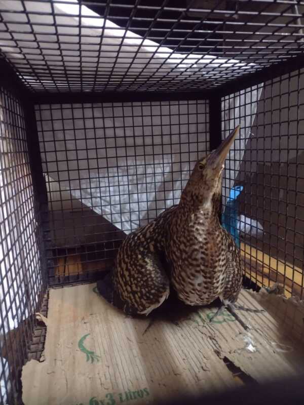 Rescataron animales silvestres en cautiverios y mascotas que se encontraban en peligro 2 WhatsApp Image 2023 04 28 at 21.30.45
