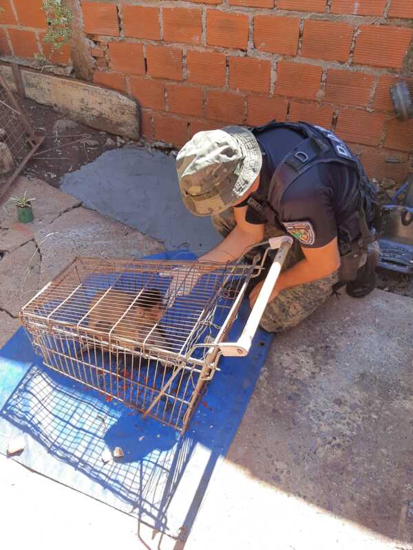 Rescataron animales silvestres en cautiverios y mascotas que se encontraban en peligro 1 WhatsApp Image 2023 04 28 at 21.30.46 1