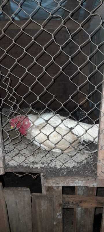 Intervención policial en Campo Grande desbarató una red clandestina de riñas de gallos 2 WhatsApp Image 2023 11 11 at 11.38.37