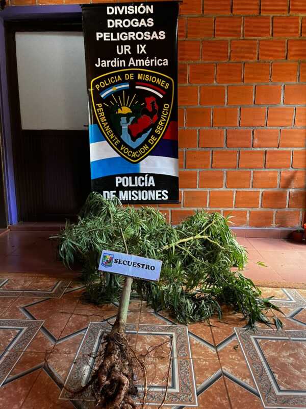 Detenidos, vehículo recuperado y megaplanta de marihuana incautada tras operativos policiales 2 WhatsApp Image 2024 11 29 at 19.14.08 1