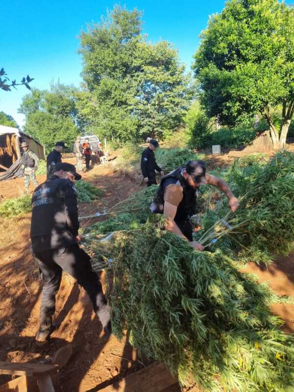 Operación "Monte Verde": incautan más de $700 millones en marihuana, detienen a dos personas y secuestran armas 4 WhatsApp Image 2025 03 20 at 19.33.25