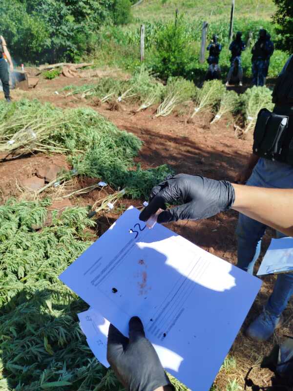 Operación "Monte Verde": incautan más de $700 millones en marihuana, detienen a dos personas y secuestran armas 3 WhatsApp Image 2025 03 20 at 19.33.27