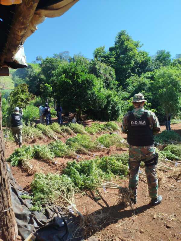 Operación "Monte Verde": incautan más de $700 millones en marihuana, detienen a dos personas y secuestran armas 2 WhatsApp Image 2025 03 20 at 19.33.29