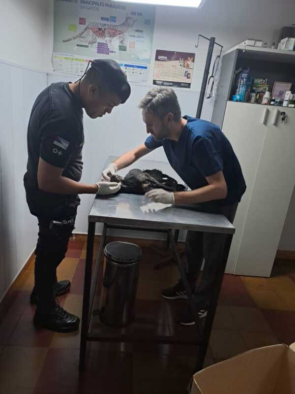 Abandonaron frente a una casa a un perro enfermo y policías debieron asistirlo por su grave estado 1 WhatsApp Image 2025 04 02 at 09.28.52