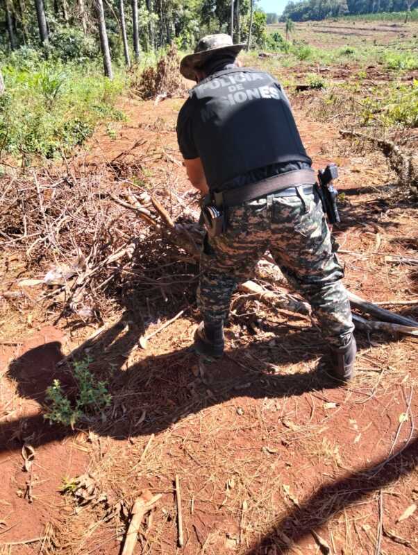 Mado: cazadores mataron a un Pecarí y son intensamente buscados por la Policía 1 WhatsApp Image 2025 04 05 at 10.16.36