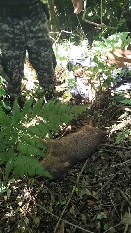 Mado: cazadores mataron a un Pecarí y son intensamente buscados por la Policía 2 WhatsApp Image 2025 04 05 at 10.16.37