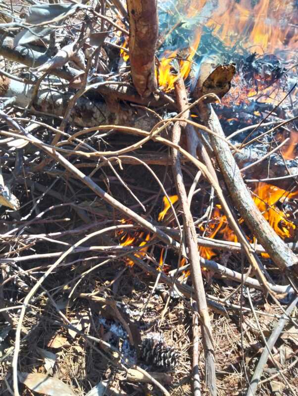 Mado: cazadores mataron a un Pecarí y son intensamente buscados por la Policía 4 WhatsApp Image 2025 04 05 at 10.16.38 1