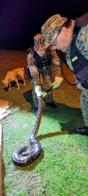 Rescatan una boa curiyú de casi 7 kilos y 3 metros atrapada en redes de pesca en Nemesio Parma 1 WhatsApp Image 2025 06 07 at 17.19.48