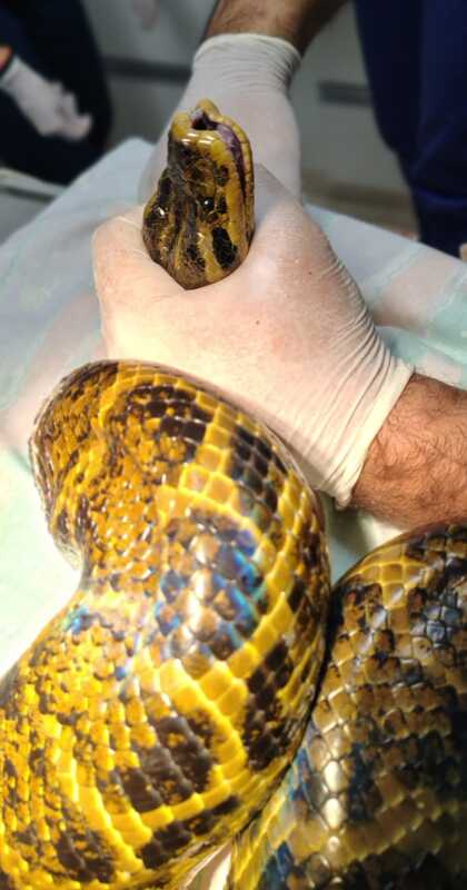Rescatan una boa curiyú de casi 7 kilos y 3 metros atrapada en redes de pesca en Nemesio Parma 2 WhatsApp Image 2025 06 07 at 17.19.50