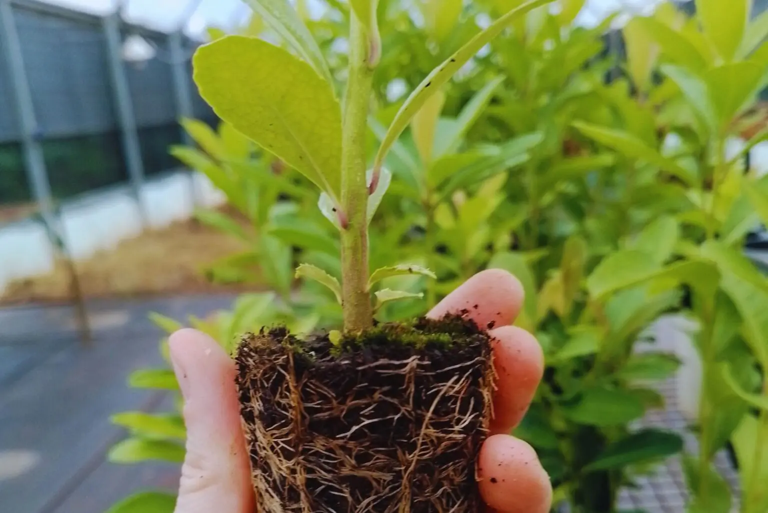 Yerba mate: mejorar la calidad a través de los sustratos 1 YM Sustrato 02